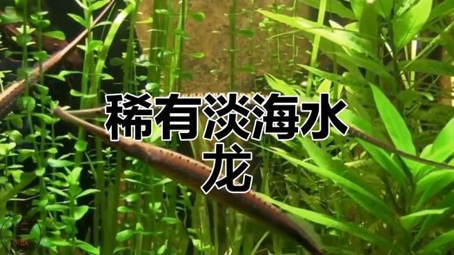 如何飼養淡水海龍