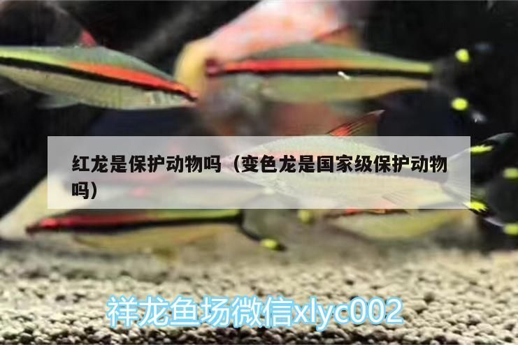 紅龍是保護動物嗎（變色龍是國家級保護動物嗎）