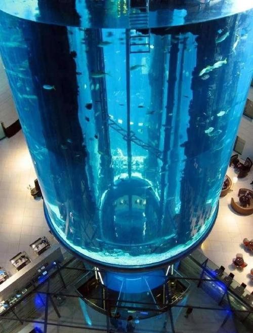 萬柏林哪個水族館龍魚好?祥龍魚場龍魚(萬柏林區祥龍魚場) 龍魚百科 第4張 萬柏林哪個水族館龍魚好?祥龍魚場龍魚(萬柏林區祥龍魚場) 萬柏林哪個水族館龍魚好?祥龍魚場龍魚(萬柏林區祥龍魚場) 龍魚百科 第4張