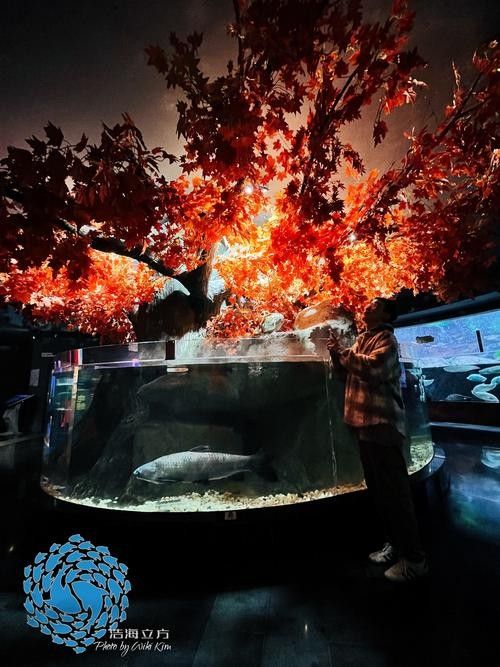 萬柏林哪個水族館龍魚好?祥龍魚場龍魚(萬柏林區祥龍魚場) 龍魚百科 第5張 萬柏林哪個水族館龍魚好?祥龍魚場龍魚(萬柏林區祥龍魚場) 萬柏林哪個水族館龍魚好?祥龍魚場龍魚(萬柏林區祥龍魚場) 龍魚百科 第5張