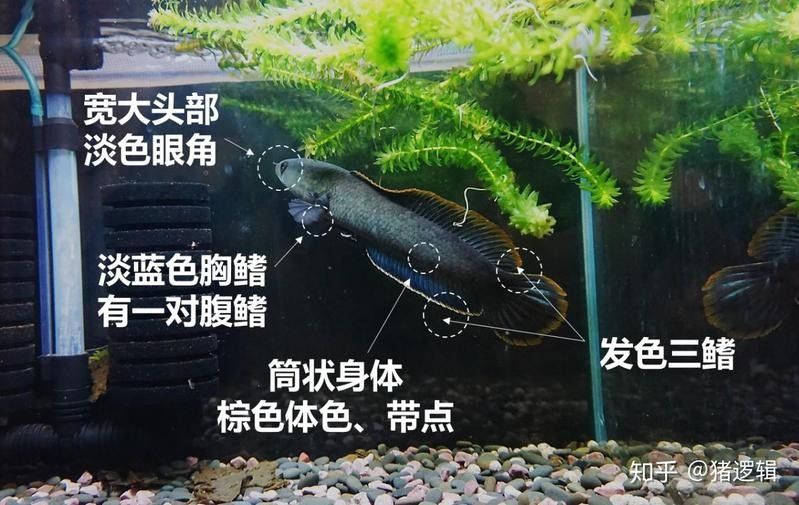 如何判斷彩虹雷龍魚是否發(fā)色？ 如何判斷彩虹雷龍魚是否發(fā)色？ 龍魚百科 第10張