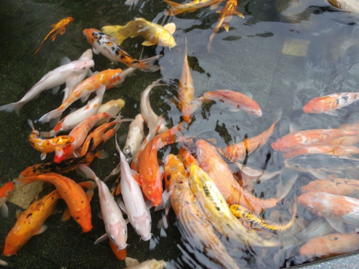 紅龍魚排便異常會自愈嗎 紅龍魚排便異常會自愈嗎 龍魚百科 第4張