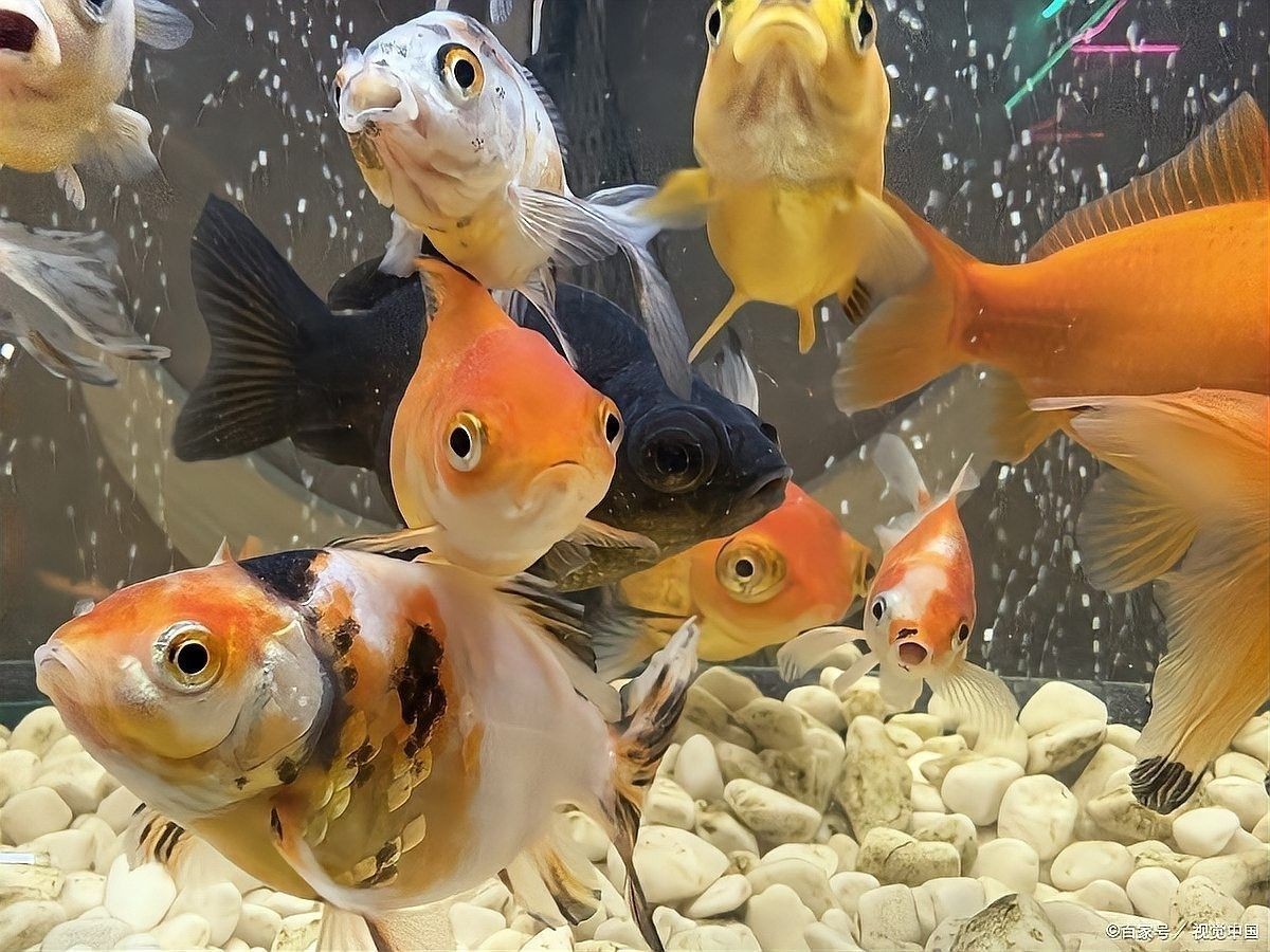 虎魚和龍魚多久喂一次食（虎魚和龍魚的喂養方法）