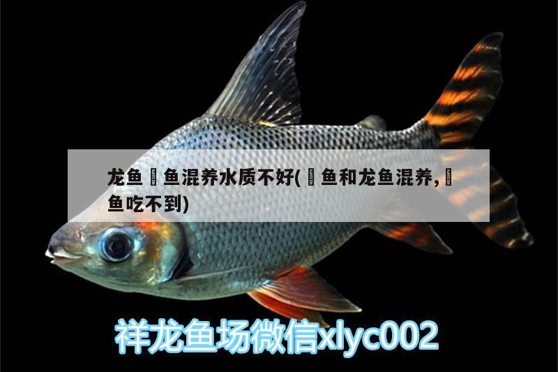 龍魚魟魚混養水質不好(魟魚和龍魚混養,魟魚吃不到)