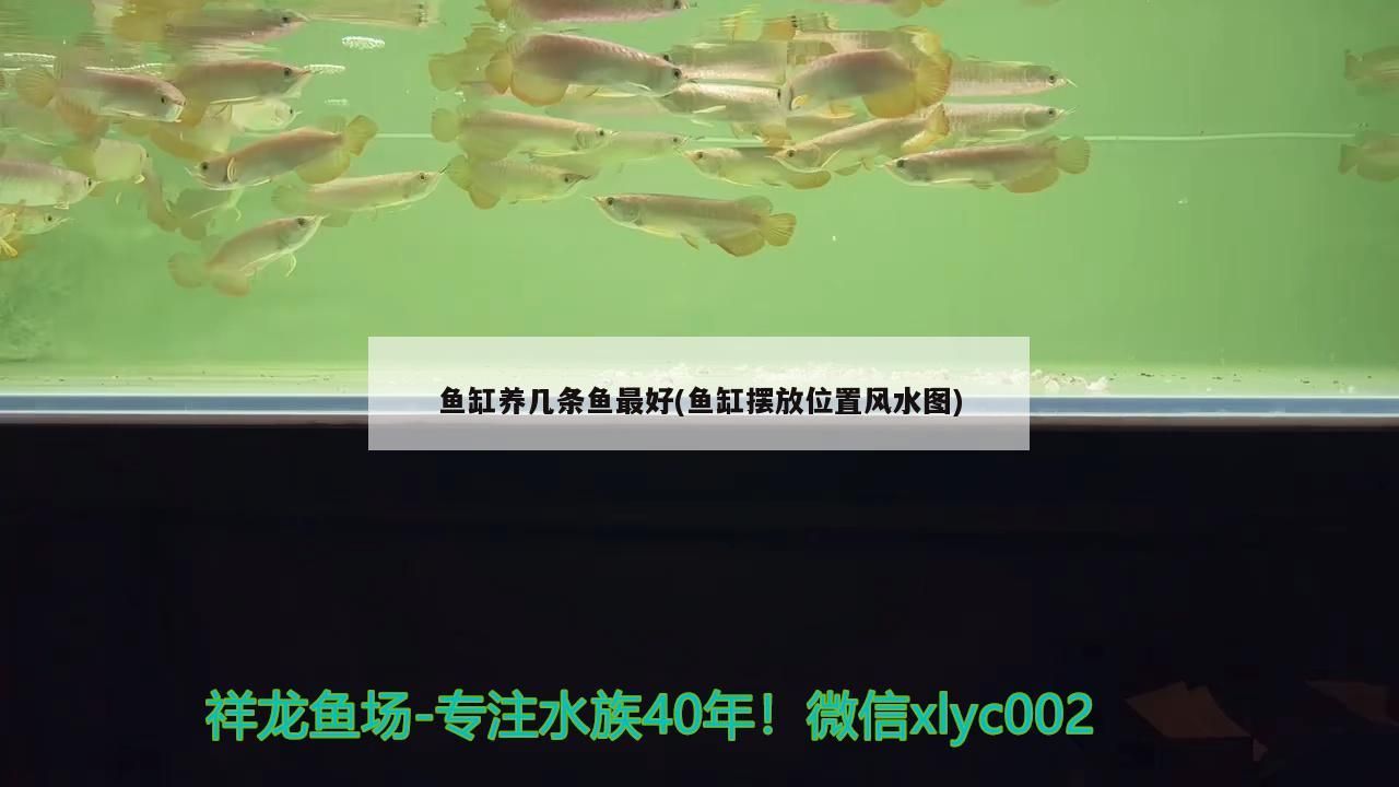 魚缸養幾條魚最好(魚缸擺放位置風水圖) 魚缸養幾條魚最好(魚缸擺放位置風水圖) 觀賞魚百科