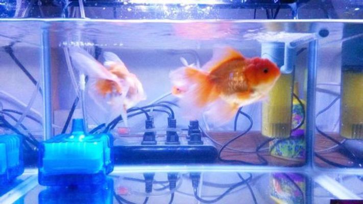 廣州市觀賞魚批發市場在哪里（廣州的觀賞魚市場在哪）（廣州市觀賞魚市場在哪里？）