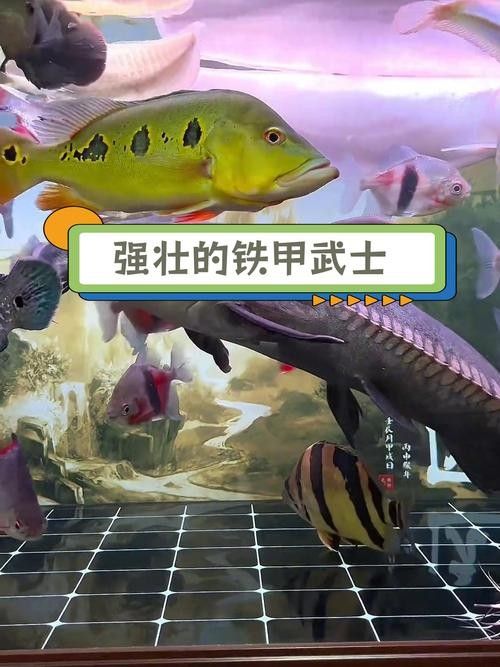 鐵甲武士魚品種圖片 觀賞魚百科 第3張 鐵甲武士魚品種圖片 鐵甲武士魚品種圖片 觀賞魚百科 第3張