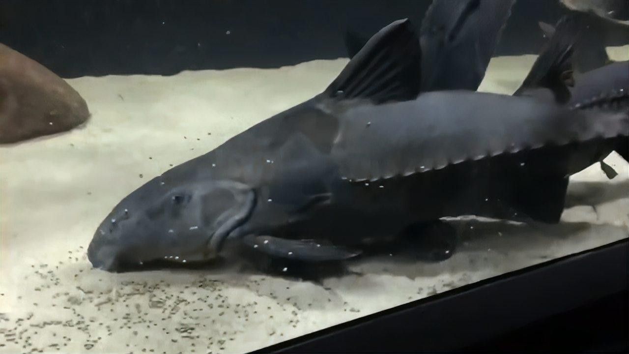 鐵甲武士魚品種圖片 鐵甲武士魚品種圖片 觀賞魚百科 第7張