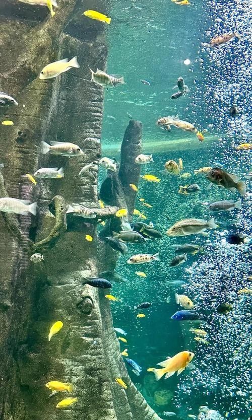 包河哪個水族館龍魚好？祥龍魚場龍魚
