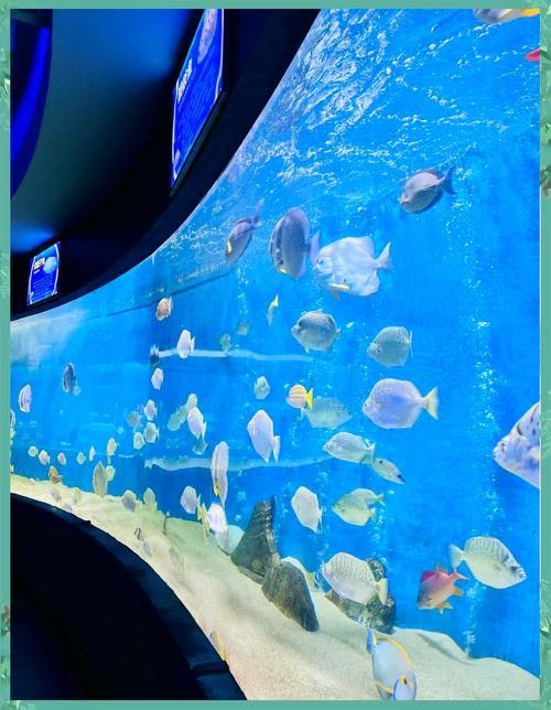 包河哪個水族館龍魚好？祥龍魚場龍魚