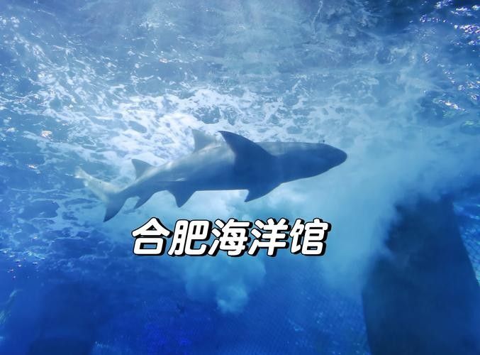 包河哪個水族館龍魚好？祥龍魚場龍魚