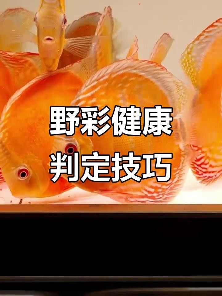 野彩魚十大常見疾病 野彩魚十大常見疾病 觀賞魚百科 第4張