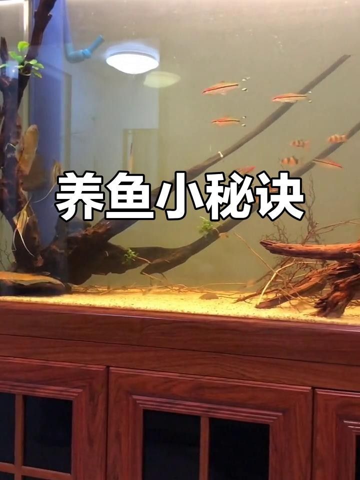 野彩魚十大常見疾病 野彩魚十大常見疾病 觀賞魚百科 第2張
