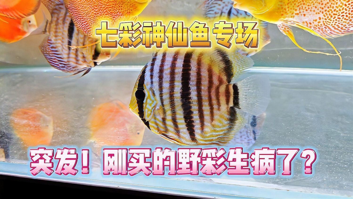 野彩魚十大常見疾病 野彩魚十大常見疾病 觀賞魚百科 第1張