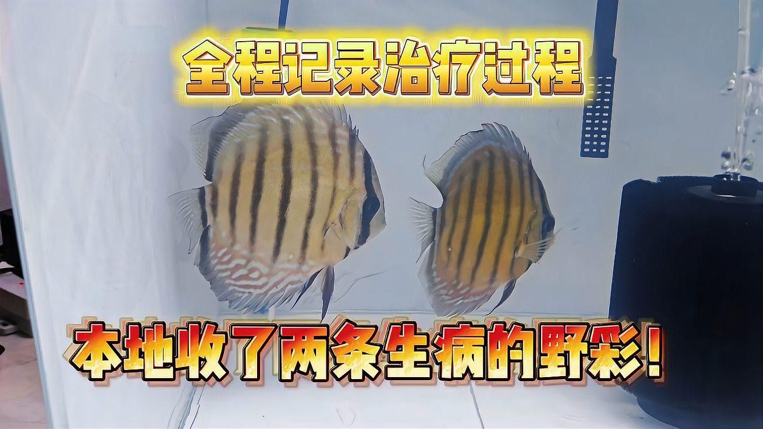 野彩魚十大常見疾病 野彩魚十大常見疾病 觀賞魚百科 第3張