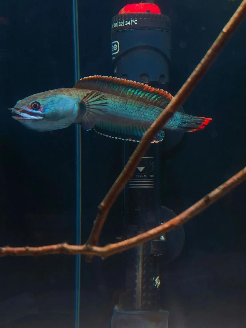 如何減少雷龍魚鉆沙子的行為 如何減少雷龍魚鉆沙子的行為 龍魚百科 第3張