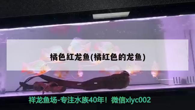 魚缸用增氧泵價格是多少:魚缸增氧機-xtrac增氧機-xtrac增氧機 橘色紅龍魚(橘紅色的龍魚) 觀賞魚百科 橘色紅龍魚(橘紅色的龍魚) 橘色紅龍魚(橘紅色的龍魚) 觀賞魚百科
