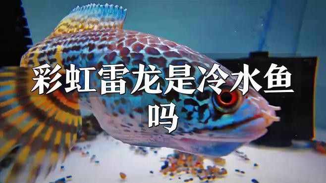 雷龍魚在低溫下會死亡嗎？（關于雷龍魚在低溫下的生存能力）