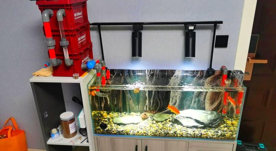 如何判斷金龍魚魚缸燈是否適合（養龍魚不知道怎么選燈）