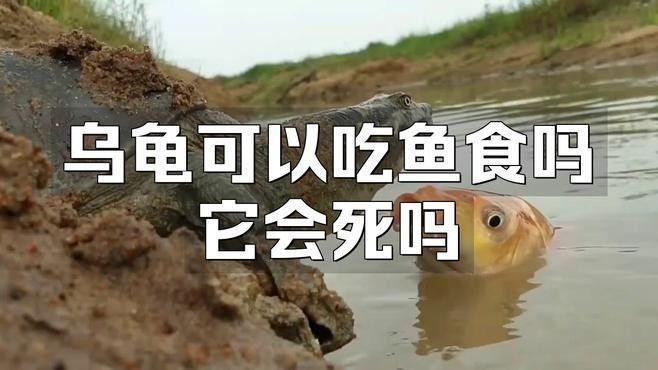 哪種龜適合吃金龍魚飼料（養魚老道，哪些烏龜可以和魚混養） 哪種龜適合吃金龍魚飼料（養魚老道，哪些烏龜可以和魚混養） 龍魚百科 第3張