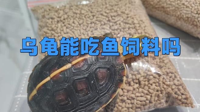 哪種龜適合吃金龍魚飼料（養魚老道，哪些烏龜可以和魚混養） 哪種龜適合吃金龍魚飼料（養魚老道，哪些烏龜可以和魚混養） 龍魚百科 第2張