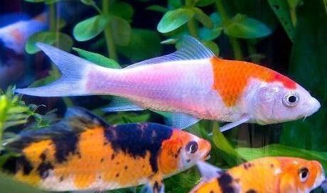 龍魚臥缸多久會死？（龍魚的壽命可以長達數(shù)十年）