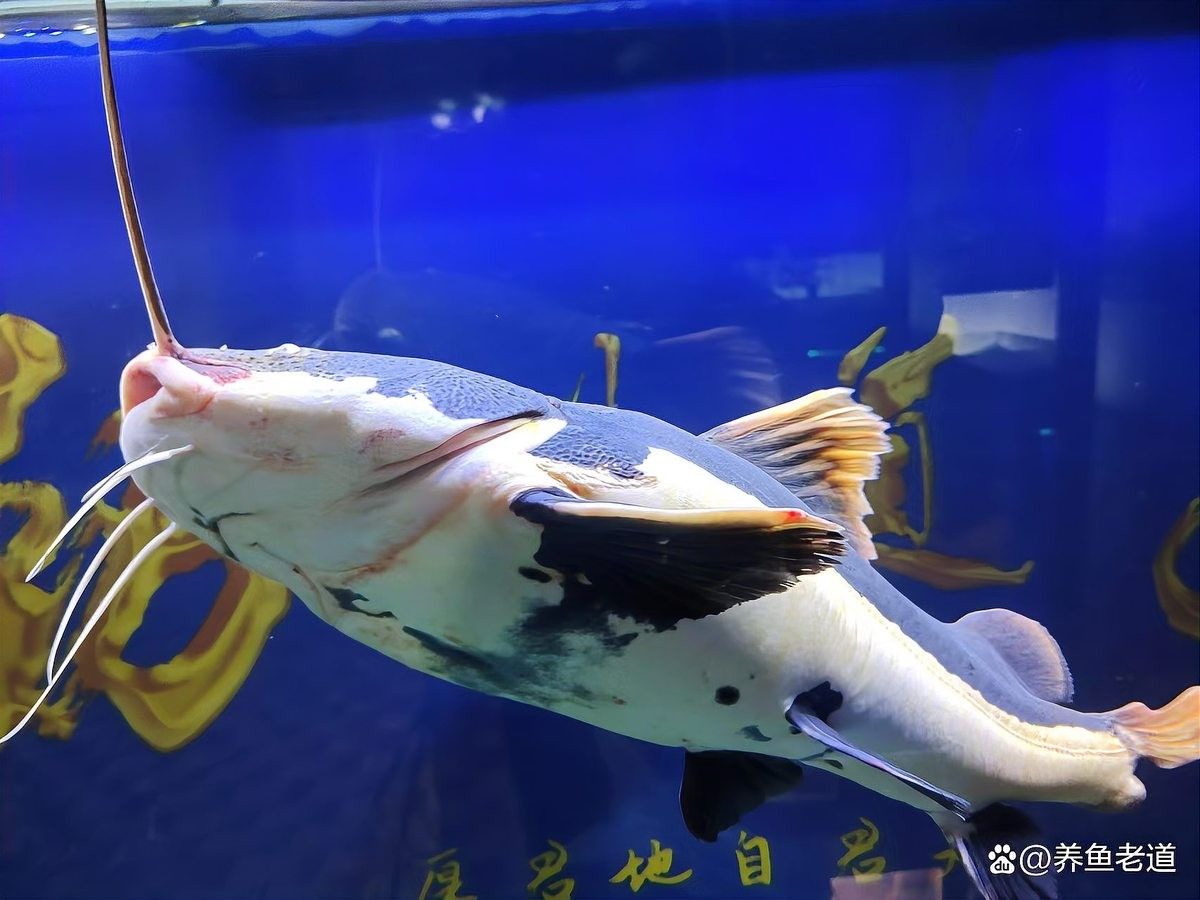 龍魚臥缸多久會死？（龍魚的壽命可以長達數(shù)十年）