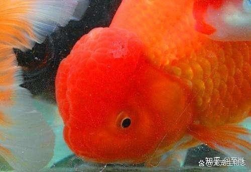 龍魚臥缸多久會死？（龍魚的壽命可以長達數十年）