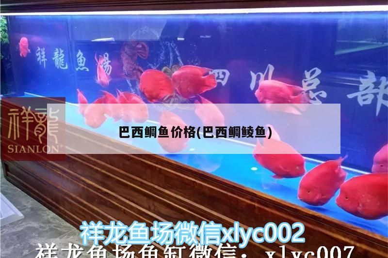 巴西鯛魚價格(巴西鯛鯪魚)（巴西鯛魚和龍利魚價格一般在30元一斤左右，鯛魚和龍利魚區別） 巴西鯛魚價格(巴西鯛鯪魚)（巴西鯛魚和龍利魚價格一般在30元一斤左右，鯛魚和龍利魚區別） 觀賞魚百科
