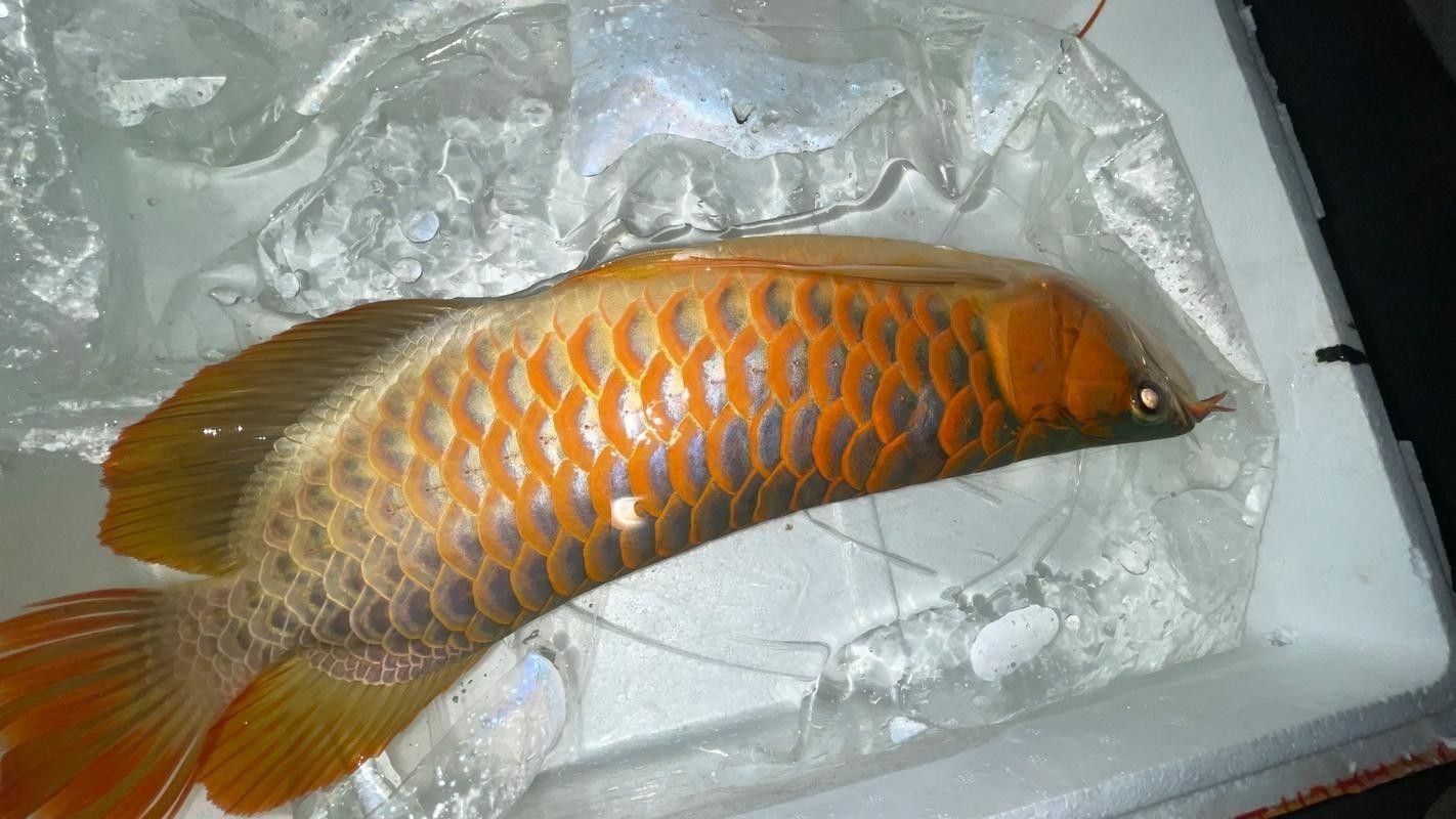 介紹一下龍魚的主要產地 介紹一下龍魚的主要產地 龍魚百科 第3張