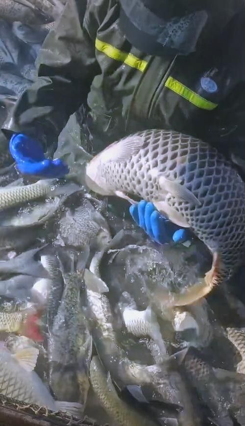 介紹一下龍魚的主要產地 介紹一下龍魚的主要產地 龍魚百科 第5張