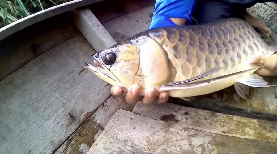 介紹一下龍魚的主要產地 介紹一下龍魚的主要產地 龍魚百科 第4張