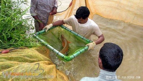 介紹一下龍魚的主要產地 介紹一下龍魚的主要產地 龍魚百科 第6張