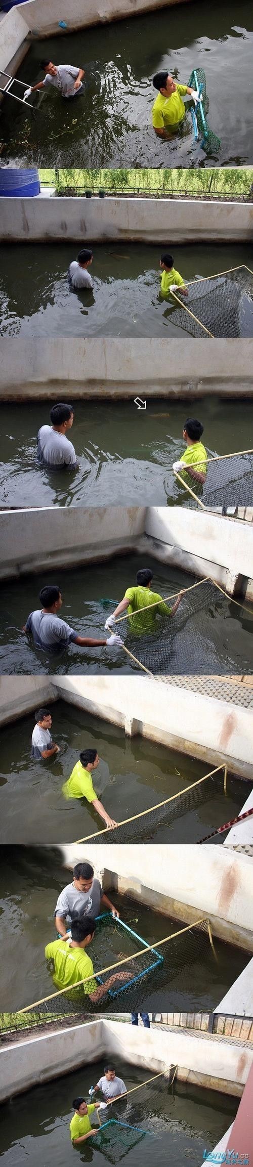 介紹一下龍魚的主要產地 介紹一下龍魚的主要產地 龍魚百科 第8張