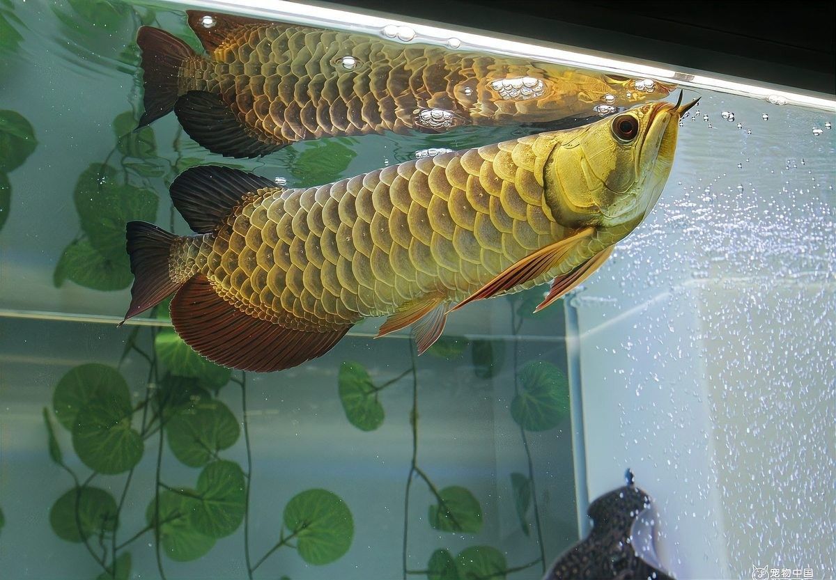 介紹一下龍魚的主要產地 介紹一下龍魚的主要產地 龍魚百科 第16張
