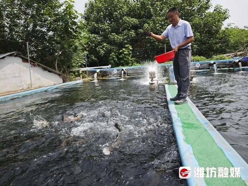 臨朐彌河內(nèi)魚種類（臨朐彌河內(nèi)的魚類種類多樣）
