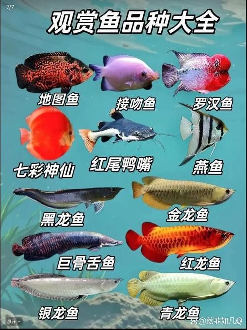 推薦一些適合混養的魚種