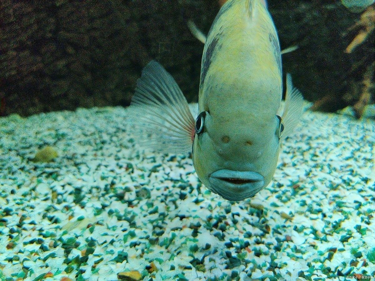 推薦一些適合混養的魚種