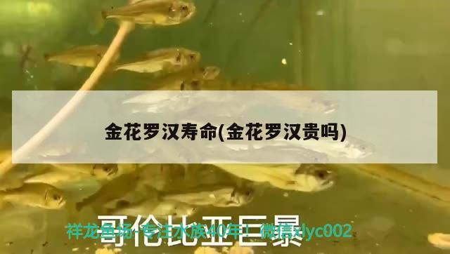 金花羅漢壽命(金花羅漢貴嗎)