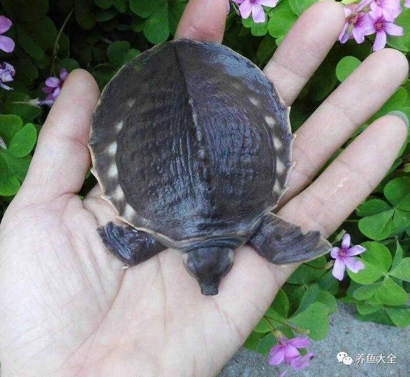 飛鳳魚和豬鼻龜混養需要多久適應？（飛鳳魚和豬鼻龜混養的適應時間取決于多種因素）