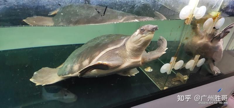 飛鳳魚和豬鼻龜混養需要多久適應？（飛鳳魚和豬鼻龜混養的適應時間取決于多種因素）