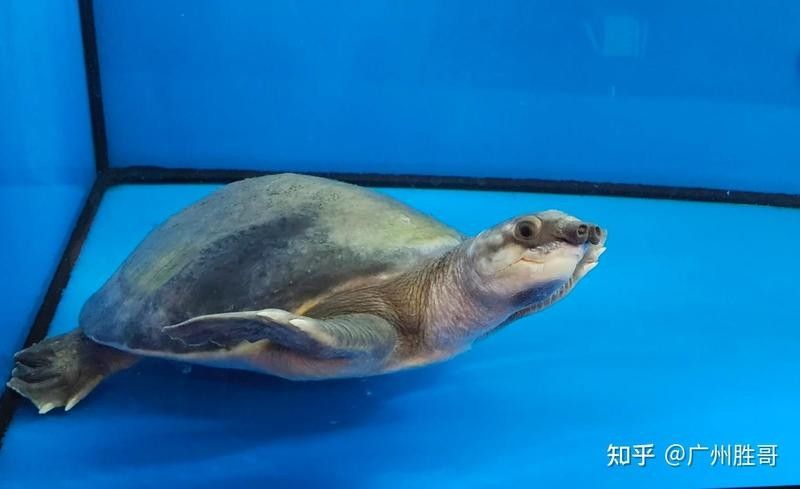 飛鳳魚和豬鼻龜混養需要多久適應？（飛鳳魚和豬鼻龜混養的適應時間取決于多種因素）
