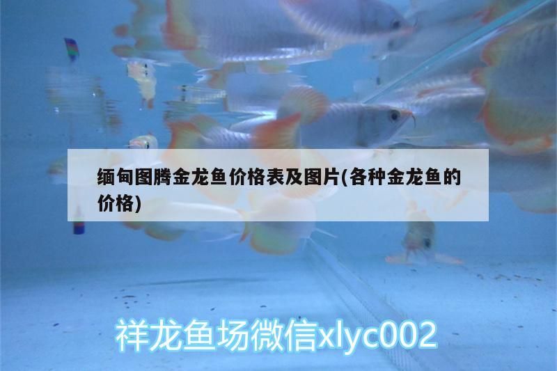 緬甸圖騰金龍魚價格表及圖片(各種金龍魚的價格) 緬甸圖騰金龍魚價格表及圖片(各種金龍魚的價格) 觀賞魚百科