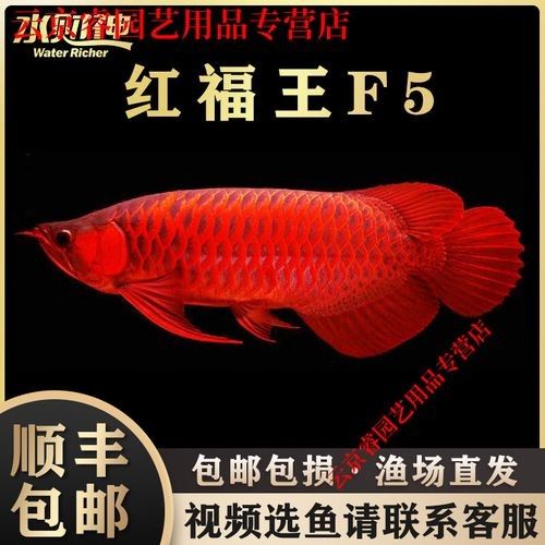 紅福王龍魚與普通紅龍魚有何區別(福王龍魚與普通紅龍魚在外觀、體型和飼養條件上存在差異)