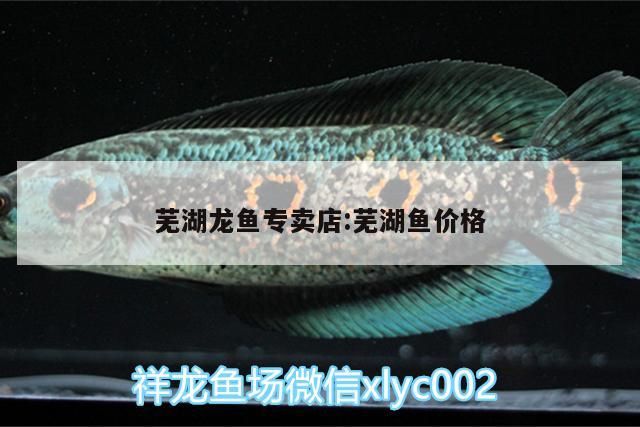 蕪湖龍魚專賣店:蕪湖魚價(jià)格（蕪湖龍魚、金龍魚、金龍魚、金龍魚、紅龍魚專賣店） 蕪湖龍魚專賣店:蕪湖魚價(jià)格（蕪湖龍魚、金龍魚、金龍魚、金龍魚、紅龍魚專賣店） 觀賞魚百科