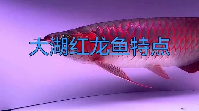 如何區分大湖紅龍和印尼紅龍（大湖紅龍與印尼紅龍的區別） 如何區分大湖紅龍和印尼紅龍（大湖紅龍與印尼紅龍的區別） 龍魚百科 第1張