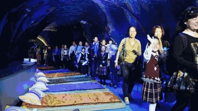 南海龍魚部落商貿中心的營業時間是？（南海龍魚部落商貿中心怎么樣？） 南海龍魚部落商貿中心的營業時間是？（南海龍魚部落商貿中心怎么樣？） 龍魚百科 第3張