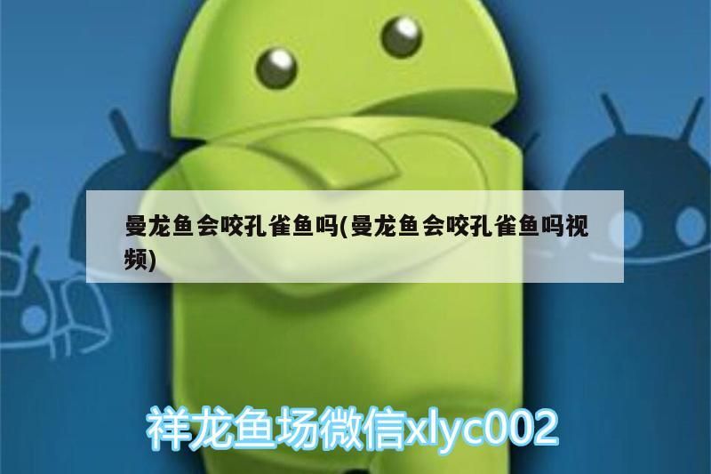 曼龍魚會咬孔雀魚嗎(曼龍魚會咬孔雀魚嗎視頻)（曼龍魚會咬孔雀魚嗎）