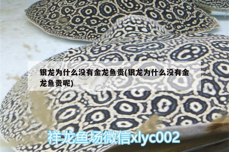 銀龍為什么沒有金龍魚貴(銀龍為什么沒有金龍魚貴呢)（銀龍為什么沒有金龍魚貴）
