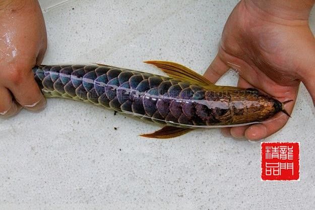 藍(lán)鉆金龍魚的價(jià)格是多少(藍(lán)鉆金龍魚價(jià)格表) 龍魚百科 第7張 藍(lán)鉆金龍魚的價(jià)格是多少(藍(lán)鉆金龍魚價(jià)格表) 藍(lán)鉆金龍魚的價(jià)格是多少(藍(lán)鉆金龍魚價(jià)格表) 龍魚百科 第7張